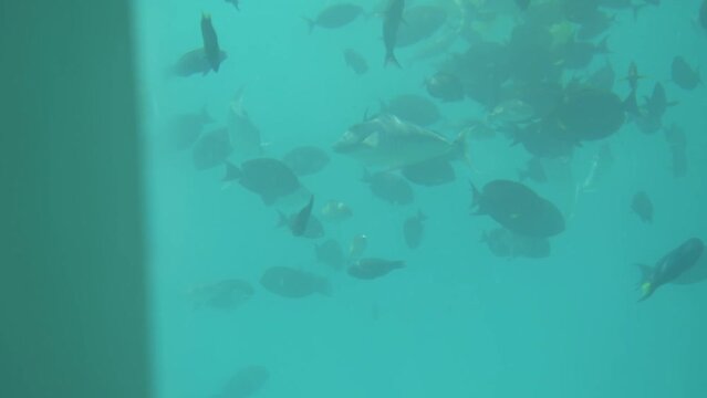 A bunch of fishes got spiral together, under water restaurant in a Maldives resort. Full HD
