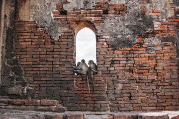 The crab-eating macaque monkeys sitting on the window wall avoid the sun under at Phra Prang Sam Yot, Lop Buri Province, Thailand Is a tourist destination that has a lot of monkeys living. - obrazy, fototapety, plakaty