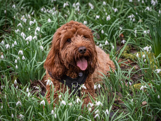 A young cockapoo lying down in the snowdrops near a forest path