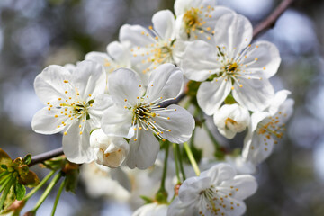 Cherry blossoms with white petals on spring on a sunny day