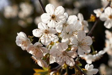 Cherry blossom in springtime on a sunny day, close-up photography. Blooming white flowers on the branches of a cherry tree macro photography