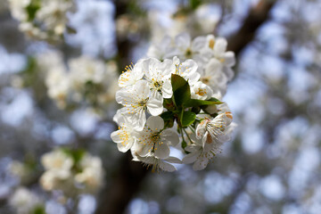 Cherry blossom in springtime on a sunny day, close-up photography. Blooming white flowers on the branches of a cherry tree macro photography