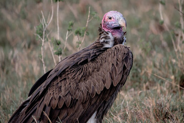 Vulture at a safari