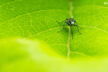 Fototapeta premium Macro closeup of fly on beautiful fresh red flower with drop of water after the rain in morning sun nature background.
