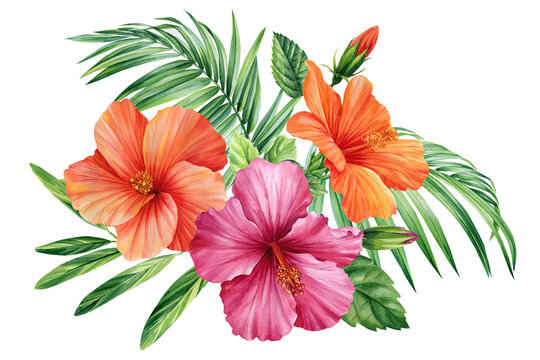 hibiscus flowers painted in watercolor, on an isolated white background, botanical illustration, tropical palm leaves