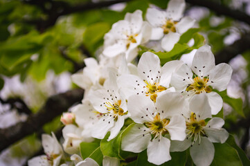 White flowers on a branch of tree Macro photo of spring