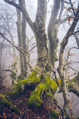 Beautiful tree in the woods