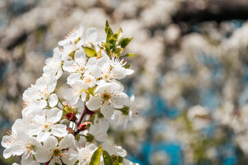 White flowers on a branch of tree Macro photo of spring