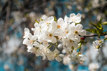 White flowers on a branch of tree Macro photo of spring