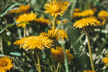 Yellow dandelion in the wild field closeup  Sunny flowers