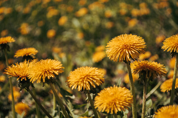 Yellow dandelion closeup in the wild field Sunny flowers