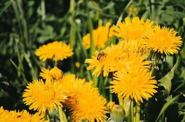 Yellow dandelion in the wild field closeup  Sunny flowers