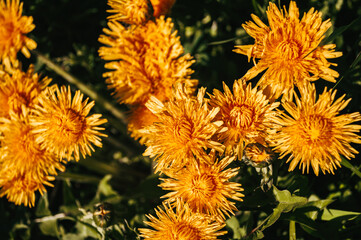 Yellow dandelion in the wild field closeup  Sunny flowers