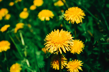 Yellow dandelion in the wild field closeup  Sunny flowers