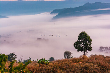 Landscape of the mountains and field with fog on sunrise