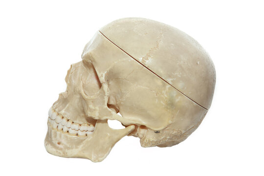human skull on a white background