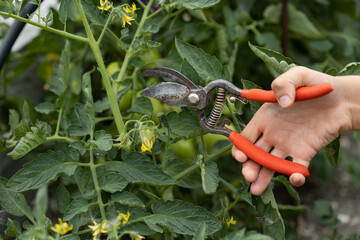 cutting tomatoes with pliers