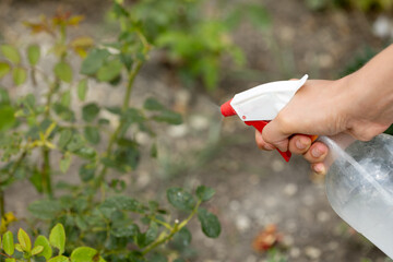 Hand squirting a solution of rose