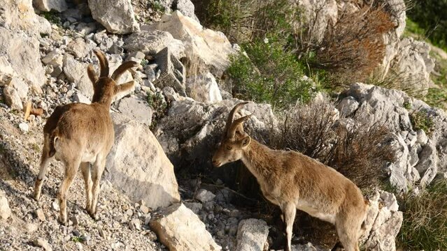 Young fallow deer in natural environment. Deer Dama dama. Vision Park in Auberive region, France. 