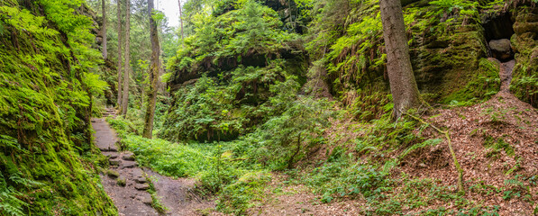 Panoramic over magical enchanted fairytale forest with fern, moss, lichen and sandstone rocks at the hiking trail Devil chamber in the national park Saxon Switzerland near Dresden, Saxony, Germany.