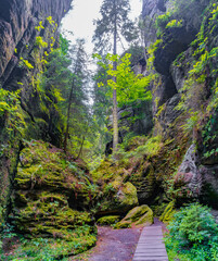 Magical enchanted fairytale forest with fern, moss, lichen and sandstone rocks at the hiking trail Devil chamber in the national park Saxon Switzerland near Dresden, Saxony, Germany.