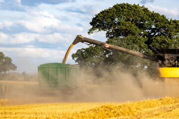 Combine harvester machine unloading wheat into the tractor
