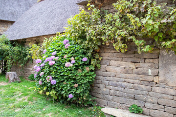 Hortensias en fleurs devant un mur de granit. Bretagne