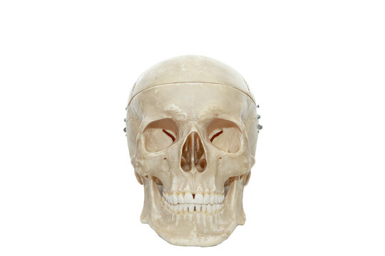 human skull on a white background