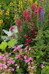 Flowers in bloom in garden,summertime featuring lupines, lamb's ear, yellow loosestrifes, spiked speedwells and geraniums