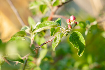 Obraz premium a branch of an apple tree with an unopened bud of a pink flower in a natural environment.