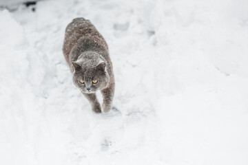 scottish fold blue cat in the snow