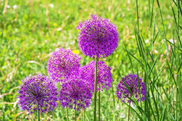 Bright purple flowers of decorative allium onion