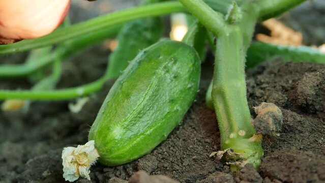 The farmer's hands lift a leaf to check the ripeness of a cucumber in the garden. Growing organic vegetables in the garden