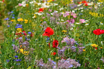 Closeup of different summer flowers. Beautiful blooming field flowers.