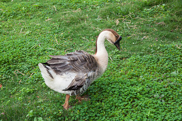 gray goose walk on the green lawn in country farm