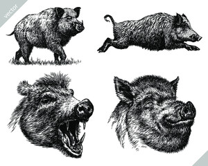 Vintage engrave isolated hog set illustration ink sketch. Wild boar background pig vector art