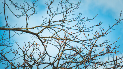 branches against sky