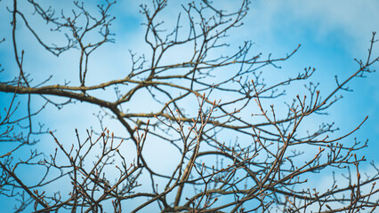 Fototapeta na wymiar branches against sky