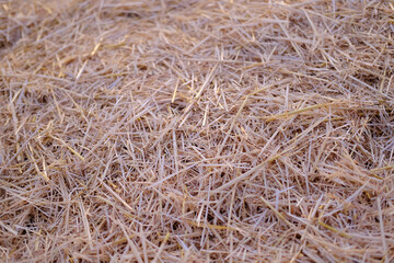 golden cut straw from winter wheat on field, concept of harvest, bread production, livestock litter, grain growing waste, material for livestock farmers