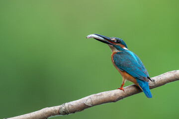 夏のカワセミ
