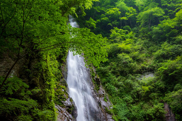 Fototapeta na wymiar Fresh green Waterfall