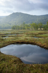 Early morning marshland