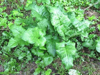 young juicy burdocks grow in spring