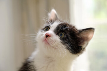 Portrait of a black and white domestic kitten