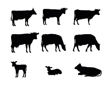 Set of Cows graze in pasture. Picture silhouette. Farm pets. Domestic farm animals for milk and dairy products. Isolated on white background. Vector