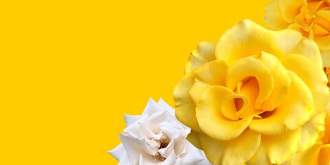 bouquet of yellow roses on a yellow background and space for text