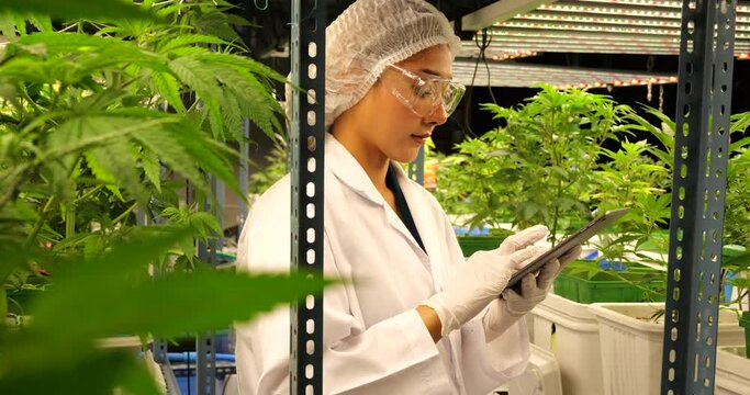 Professional scientist with clean uniform protection using digital tablet to collect data of plant in the cannabis sativa indoor farm, Cannabis plantation for medical treatment concept