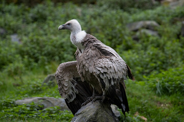 white tailed eagle