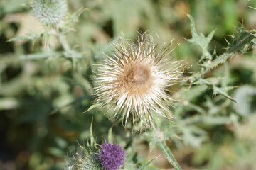 Distel