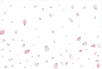 Sakura petals background. Cherry petals backdrop